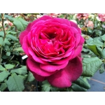 Goethe Rose / Гете Розе